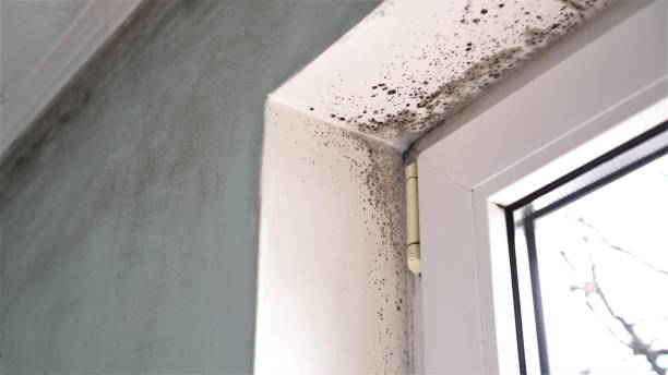 Best Basement Mold Removal  in Eagleton Village, TN